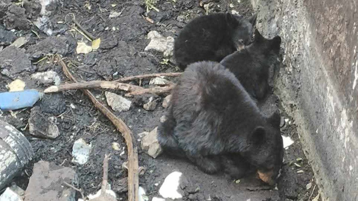 rescate de familia de osos