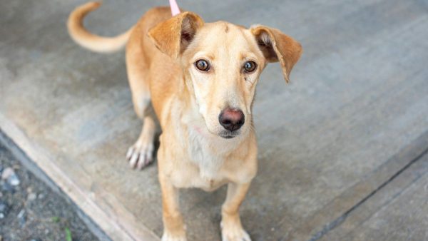 bienestar-animal-adopción-responsable