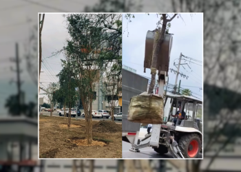 reforestación-restauración-de-areas-verdes