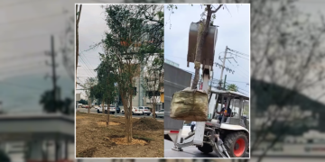 reforestación-restauración-de-areas-verdes