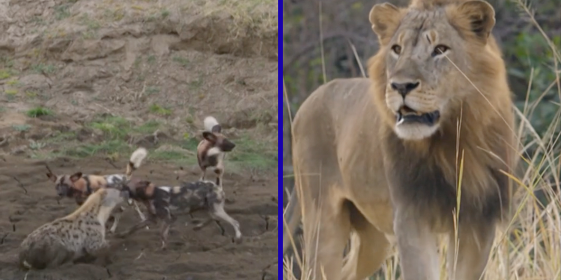 hiena-preñada-documental-perros-salvajes-león-comportamiento-animal