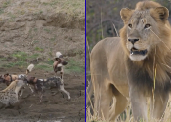 hiena-preñada-documental-perros-salvajes-león-comportamiento-animal