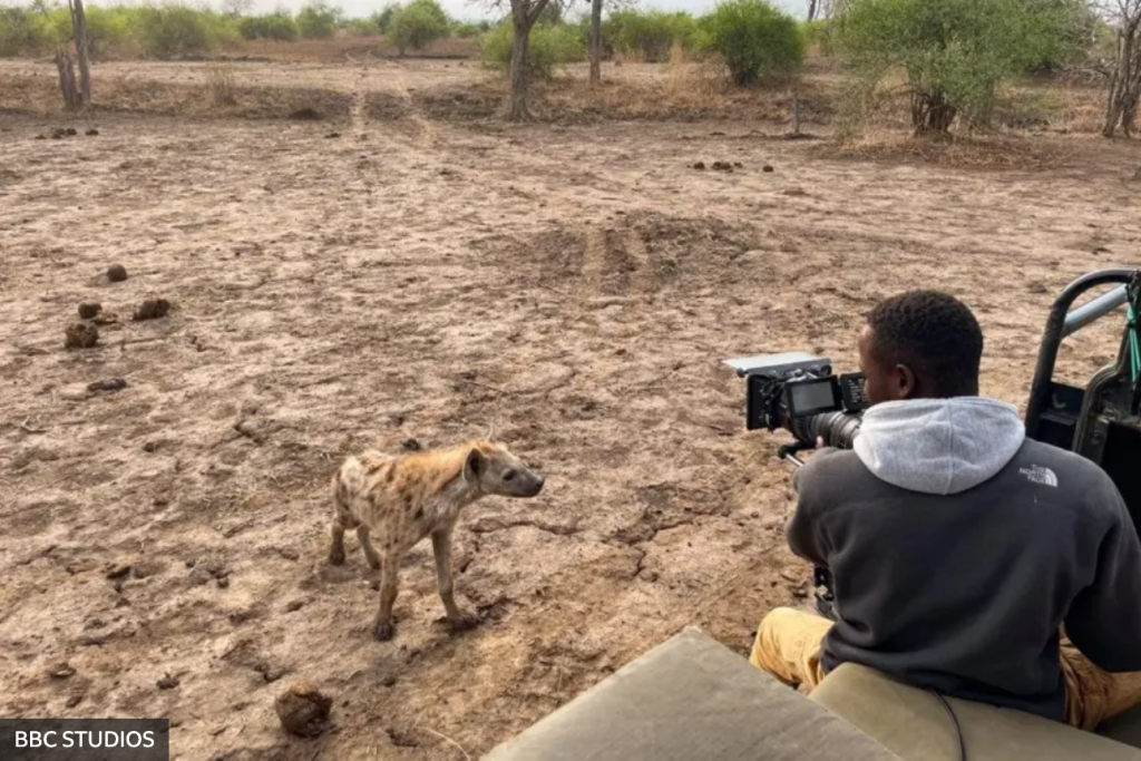 hiena-preñada-documental-perros-salvajes-león-comportamiento-animal