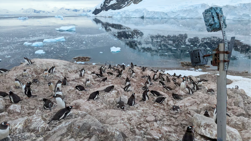 pingüinos-en-Antártida-calentamiento-global-adelanto-en-la-crías-ciclo-reproductivo