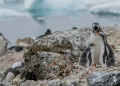 pingüinos-en-Antártida-calentamiento-global-adelanto-en-la-crías-ciclo-reproductivo
