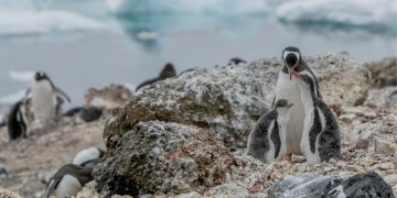 pingüinos-en-Antártida-calentamiento-global-adelanto-en-la-crías-ciclo-reproductivo