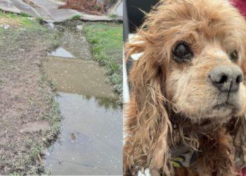Rescate tras lluvias pone a salvo a perrito y una mujer