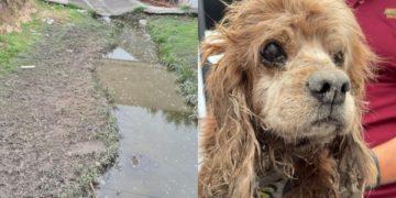 Rescate tras lluvias pone a salvo a perrito y una mujer