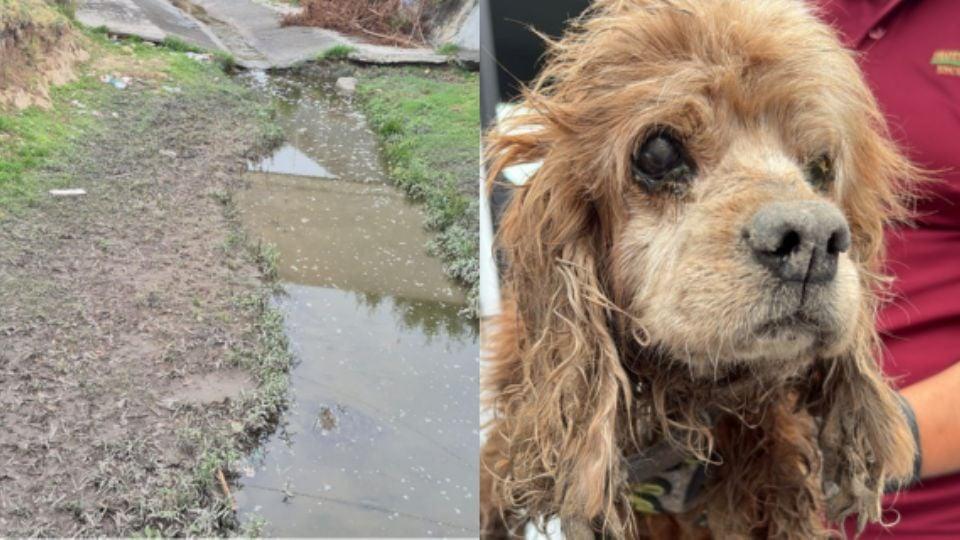 Rescate tras lluvias pone a salvo a perrito y una mujer