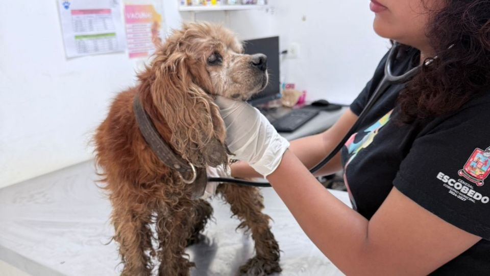 rescate tras lluvias en escobedo pone a salvo a perrito